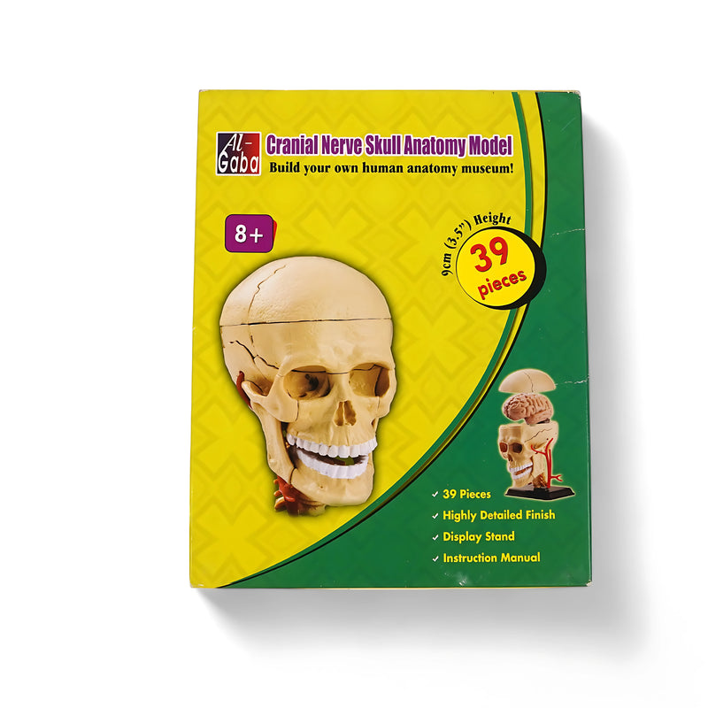 Al-Gaba Cranial Nerve Skull Anatomy Model box with 39 pieces, showcasing a 9 cm skull model with a display stand and detailed finish. Suitable for ages 8+.

