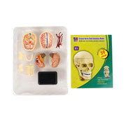 Al-Gaba Cranial Nerve Skull Anatomy Model box with 39 pieces, showcasing a 9 cm skull model with a display stand and detailed finish. Suitable for ages 8+.

