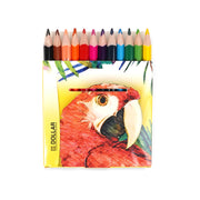 Dollar Colour Pencils Parrot Edition – 12 vibrant colours with tall and fat variants for children and artists.

